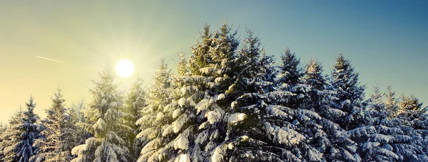 Puesta de sol en bosque de abeto de invierno. Fondo de invierno . —  Fotos de Stock