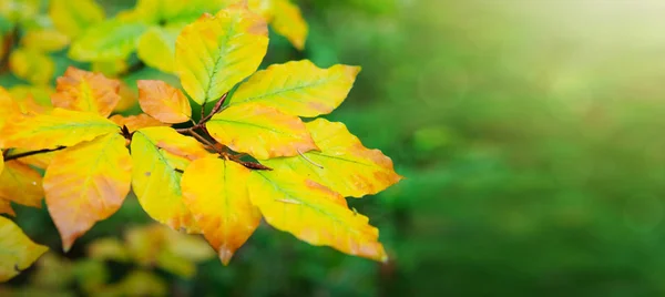日当たりの良い背景に分離された黄色の秋のブナの葉. — ストック写真