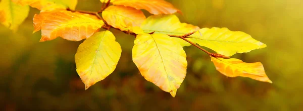 Folhas de faia outono amarelo isolado no fundo ensolarado . — Fotografia de Stock