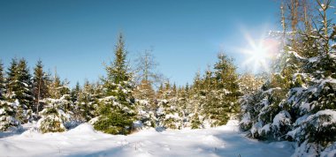 Günbatımı kış orman içinde. Alman ormandaki ağaçlar kış .