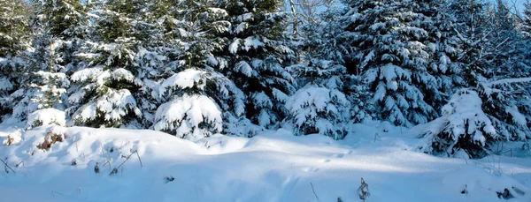 Zimní krajina pod sněhem pokryta stromy. Zimní pozadí. — Stock fotografie