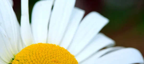 Grande fleur de marguerite blanche isolée. Fond de fleur . — Photo