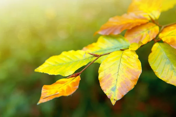 Gelbe Herbstbuchenblätter isoliert auf sonnigem Hintergrund. — Stockfoto