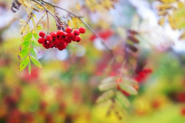 Arka plan üzerinde beyaz izole kırmızı üvez meyveleri bulanıklık.