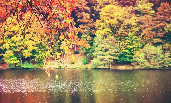 Outono amarelo faia árvores e floresta lago . — Fotografia de Stock