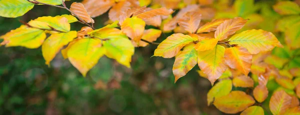 Gele beuken herfstbladeren geïsoleerd op zonnige achtergrond. — Stockfoto