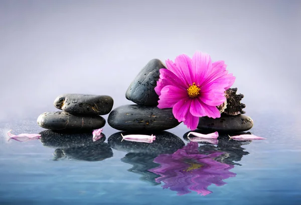 Piedras de spa negro y flor de cosmos rosa con reflejo en el agua . —  Fotos de Stock