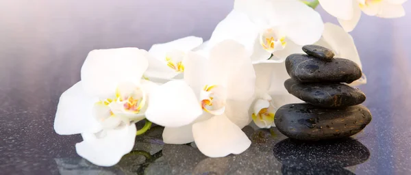 Vita orkidéer blommor och spa stenar. Spa bakgrund. — Stockfoto