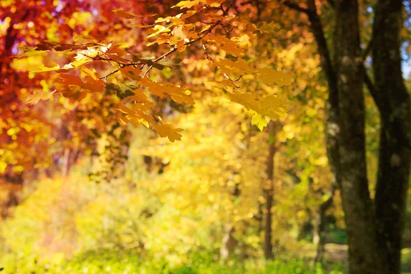 Yellow autumn maple leaves isolated on sunny background. — Stock Photo, Image