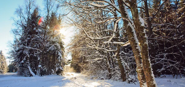 Zachód słońca w zimowym lesie. Zimą drzewa w lesie niemiecki . — Zdjęcie stockowe
