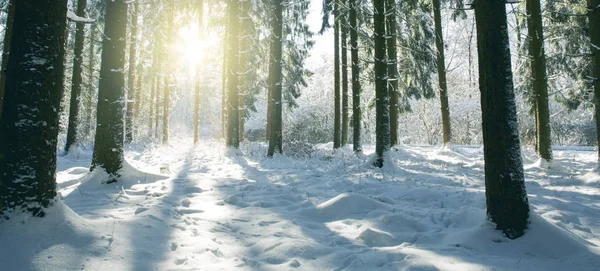 Zonsondergang in de winter woud. Winter sparren in Duitse bossen . — Stockfoto