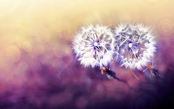 Twee paardebloem in voorjaar veld. Bloemen achtergrond. — Stockfoto