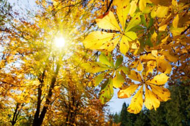 Güneşli arka plan üzerinde izole sarı sonbahar akçaağaç yaprakları.
