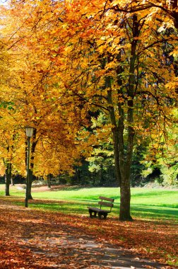 Güneşli bir günde parkta bankta. Sonbahar manzarası.