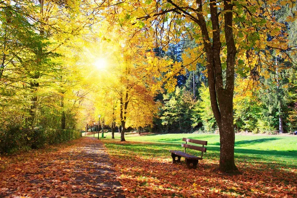 Bench in the park on a sunny day. Autumn landscape. — Stock Photo, Image