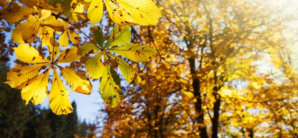 Feuilles d'érable jaune d'automne isolées sur fond ensoleillé . — Photo