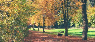 Güneşli bir günde parkta bankta. Sonbahar manzarası.