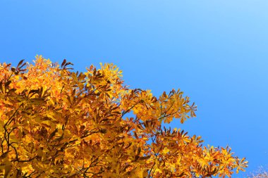 Sarı sonbahar akça ağaç izole mavi gökyüzü üzerinde Şehir Parkı.