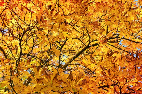 都市公園における黄色の秋カエデの木。秋の背景. — ストック写真