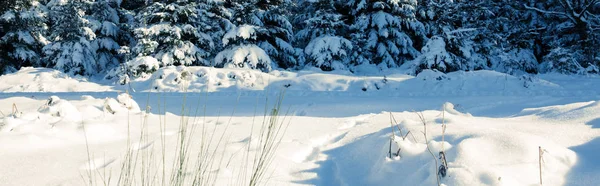 Zimní krajina pod sněhem pokryta stromy. Zimní pozadí. — Stock fotografie