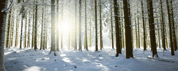 Sonnenuntergang im Winterwald. Wintertannen im deutschen Wald . — Stockfoto