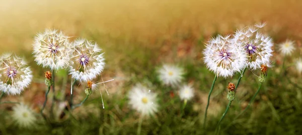 Dandelion wiosna pola na tle rozmycie tła. Tle kwiatów. — Zdjęcie stockowe