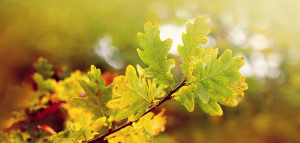 Gelbe Herbst-Eichenblätter isoliert auf sonnigem Hintergrund. — Stockfoto