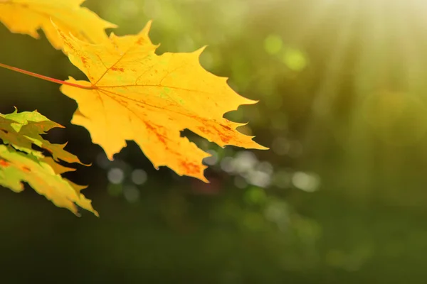 Żółty autumn klonowe liście na białym tle na tle słoneczny. — Zdjęcie stockowe