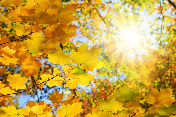 Yellow autumn maple leaves isolated on sunny background. — Stock Photo, Image