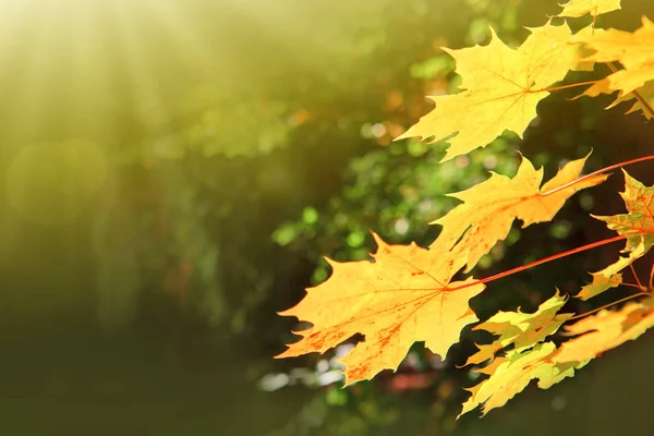 Folhas de bordo amarelo outono isolado no fundo ensolarado . — Fotografia de Stock