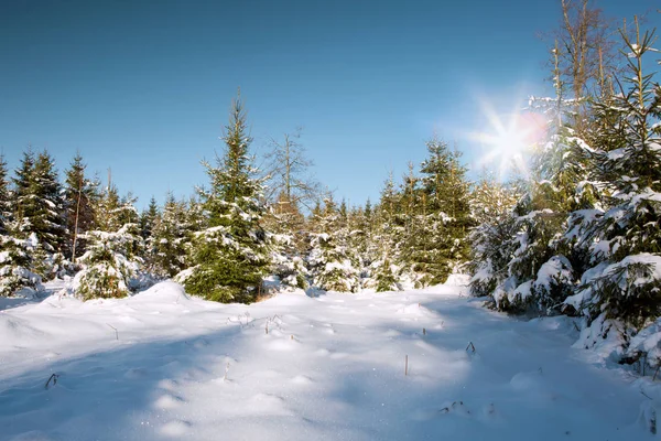 Abeto de invierno en el bosque alemán. Puesta de sol en bosque de invierno . —  Fotos de Stock