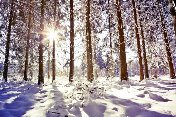 Západ slunce v zimě lese. Zimní jedle v německém lese . — Stock fotografie