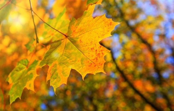 Žluté podzimní javorové listy izolované na slunečné pozadí. — Stock fotografie