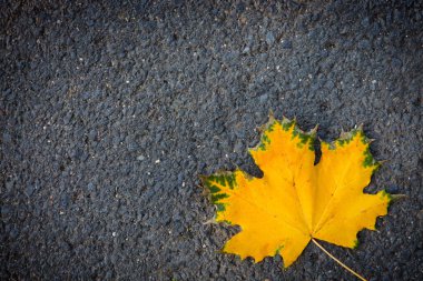 Makro bir renkli akçaağaç yaprağı gri asfalt üzerinde atış. Sonbahar arka plan.