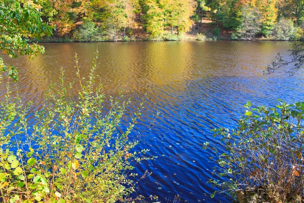 黄色の秋の木々 や森林湖。ドイツの紅葉. — ストック写真