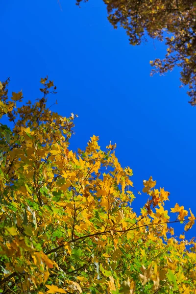 青い空に分離された都市公園における黄色秋メープル ツリー. — ストック写真