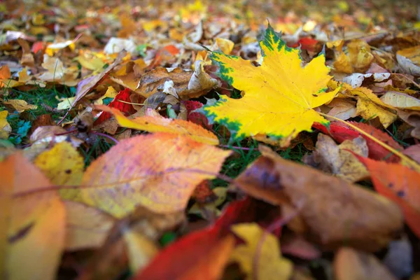 Hoja de arce amarillo de otoño aislada sobre un fondo de color. — Foto de Stock