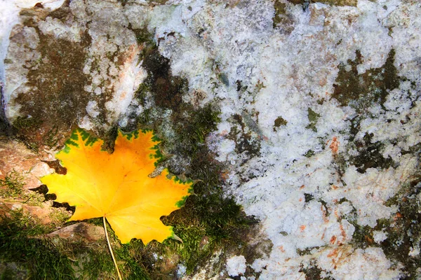 Yellow autumn maple leaf isolated on a stone gray background.