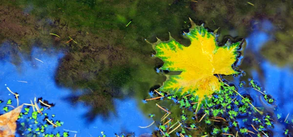 Folha de bordo amarelo outono isolado no fundo da água . — Fotografia de Stock