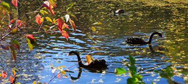 İki siyah kuğular Parkı gölde yüzer. Sonbahar arka plan.