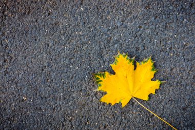 Makro bir renkli akçaağaç yaprağı gri asfalt üzerinde atış. Sonbahar arka plan.