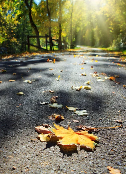 Macro shot on a colorful maple leaves on gray asphalt and sunlight. Autumn in the park. Royalty Free Stock Images