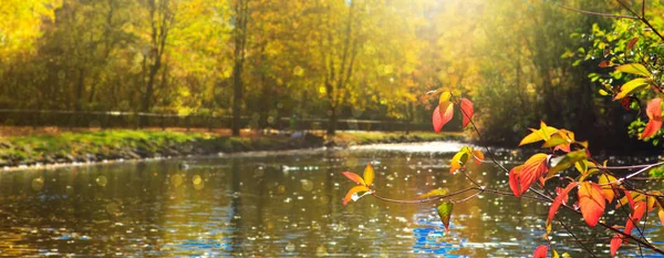 Foglie autunnali colorate e lago forestale. Alberi di autunno in Germania . — Foto Stock