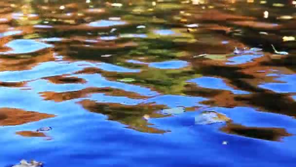 Yellow autumn leaves isolated on water background. — Stock Video