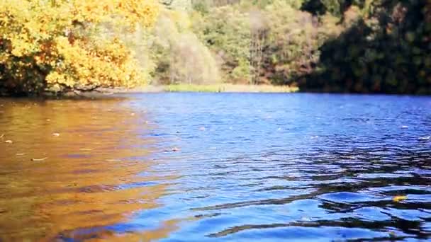 Arbres jaunes d'automne et lac forestier. Arbres d'automne en Allemagne . — Video