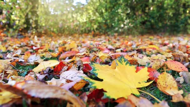 Tartozó színes levelek, az őszi parkban. — Stock videók