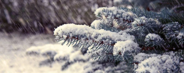 Boom pijnboomtakken bedekt met sneeuw. — Stockfoto