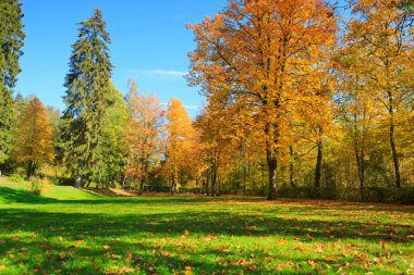 Ağaçlar ve Almanya'da mavi gökyüzü ile renkli Sonbahar Park.