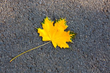 Makro bir renkli akçaağaç yaprağı gri asfalt üzerinde atış. Sonbahar arka plan.