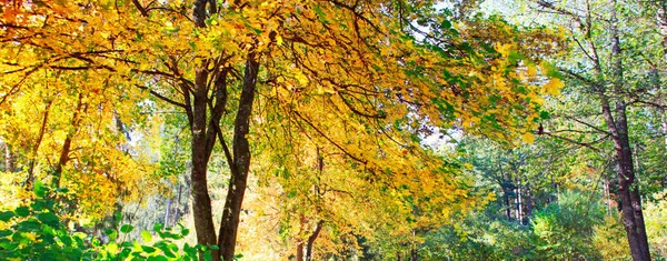 都市公園における黄色の秋カエデの木。秋の風景. — ストック写真